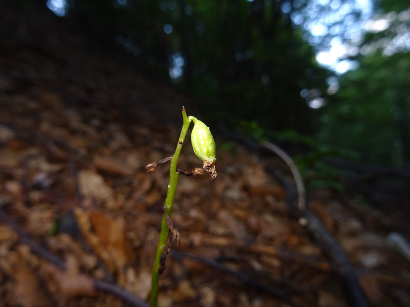 Corallorhiza trifida / Coralloriza